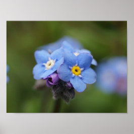 Glöm mig, inte för alltid! poster