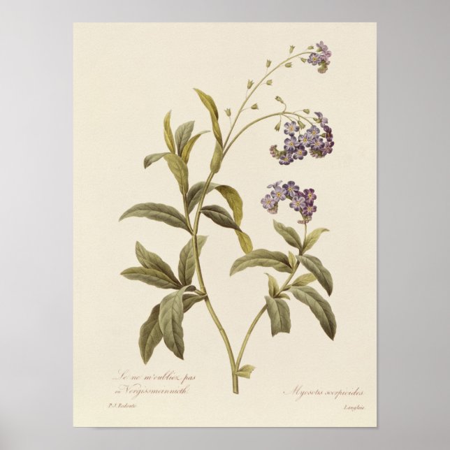 Glöm mig-inte poster (Framsidan)