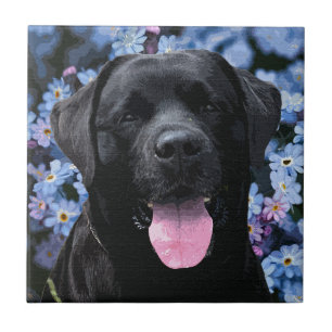 Glöm mig Knot - Black Labrador Kakelplatta