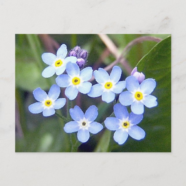 Glöm mina noter 2-vykort vykort (Framsida)