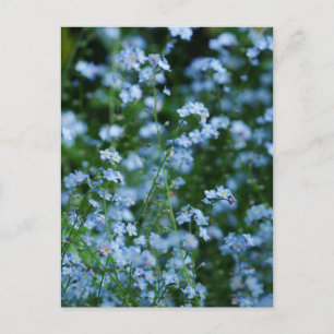 Glömma mig - inte Blommor-vykort Vykort