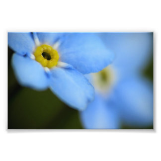 Glömme-nots 9 fotoutskrift fototryck