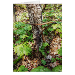 Glömt Hälsningskort