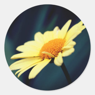 Glorig Daisy Flower Runt Klistermärke