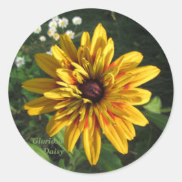 Gloriosa Daisy Många Petals Runt Klistermärke