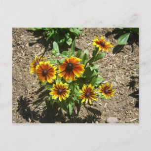 Gloriosa Daisy vykort