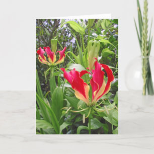Gloriosa liljar kort