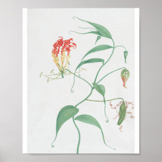 Gloriosa superba av Pierre Joseph Redouté Poster