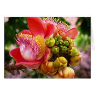 Glorious Buddha Blommar OBS Kort