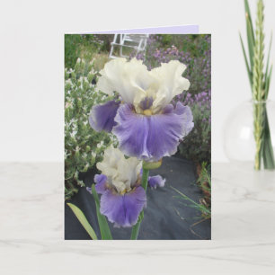 Glorious Lila Iris Flower Blommigt Birthday Card Kort