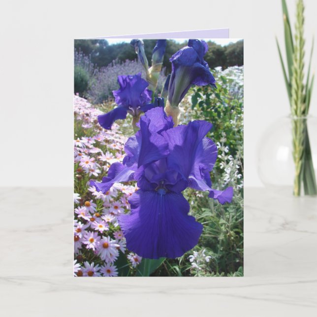 Glorious Lila Iris Photo Blommigt Birthday Card Kort (Framsida)