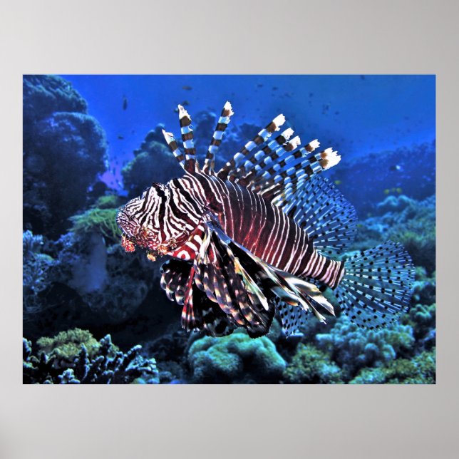 Glorious Lionfish Poster (Framsidan)
