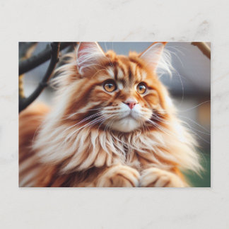 Glorious Maine Coon Vykort