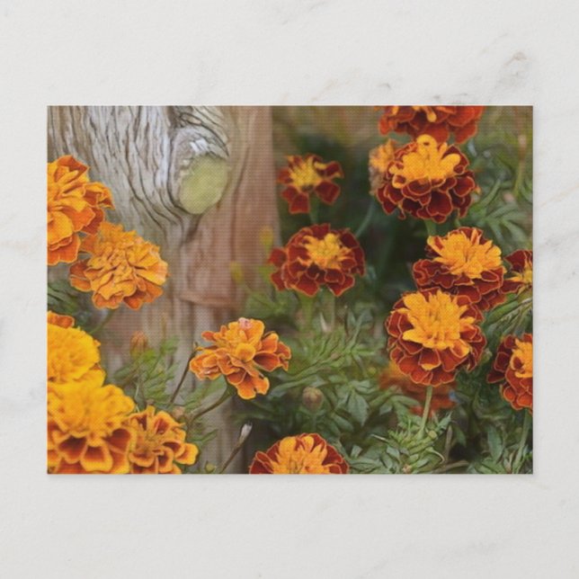 Glorious Marigolds Vykort (Framsida)