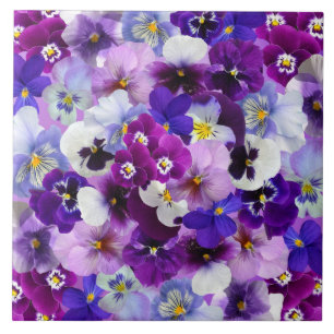 Glorious Pansies Kakelplatta