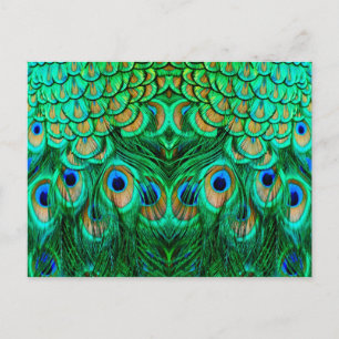 Glorious Peacock Feathers Vykort