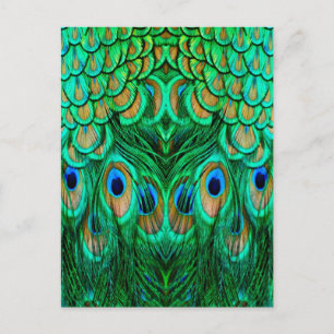 Glorious Peacock Feathers Vykort
