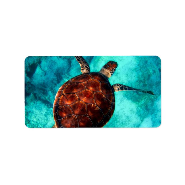 Glorious Sea Turtle Adressetikett (Framsidan)