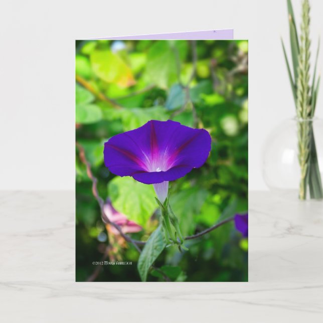 Glorious Solo Kort (Framsida)