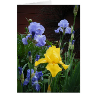 ’Glorius Irises’ OBS Kort