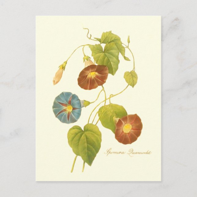 Glory Blue Illustration på morgonen Vykort (Framsida)