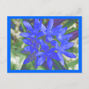 Glory of the Snö Fluorescent Blue Postcard Vykort