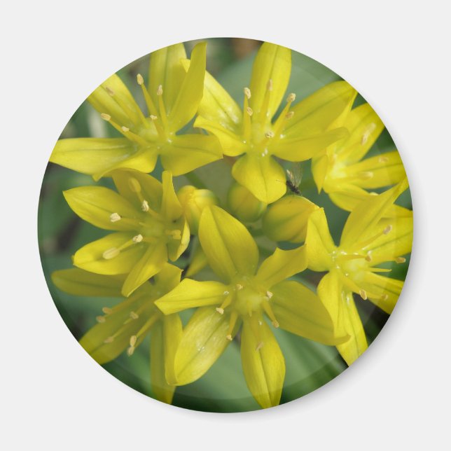 Glory of the Snö Magnet (Framsidan)