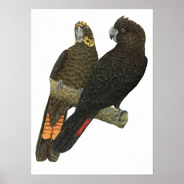 Glossy Black Cockatoo Pair Poster (Framsidan)