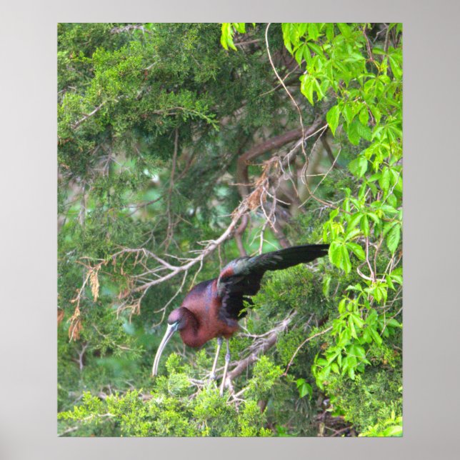 Glossy Ibis Bird Poster (Framsidan)
