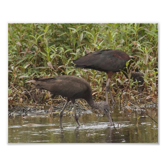 Glossy Ibis-fotoutskrift Fototryck (Framsidan)