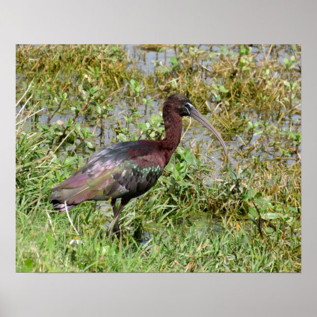 Glossy Ibis Poster (Framsidan)