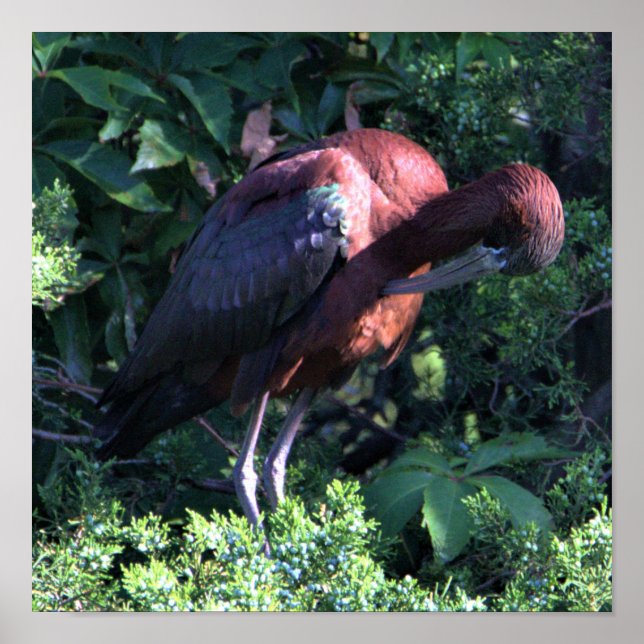 Glossy Ibis-Poster Poster (Framsidan)