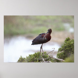 Glossy Ibis-Poster Poster