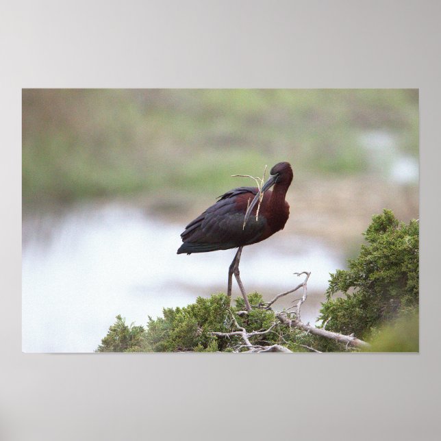 Glossy Ibis-Poster Poster (Framsidan)