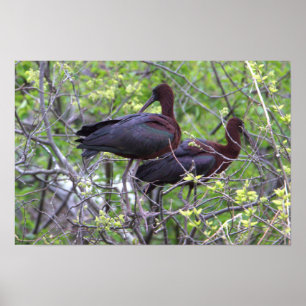 Glossy Ibis-Poster Poster