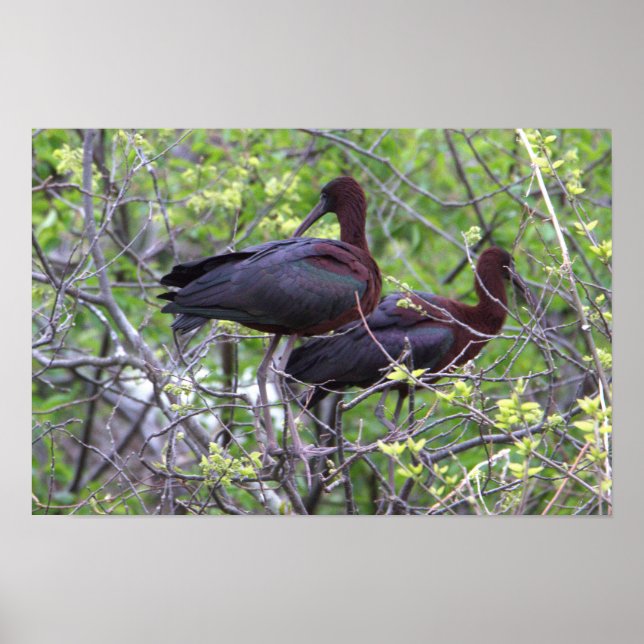 Glossy Ibis-Poster Poster (Framsidan)