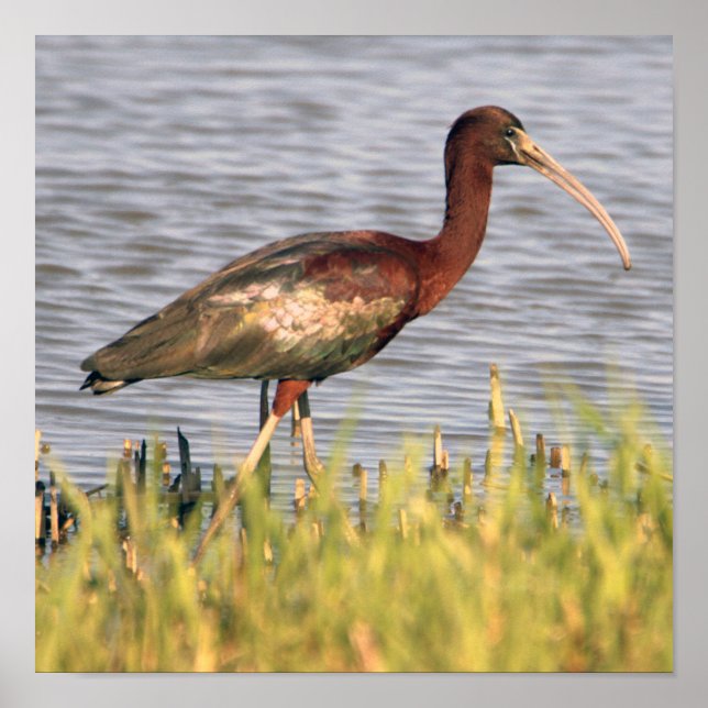Glossy Ibis-Poster Poster (Framsidan)