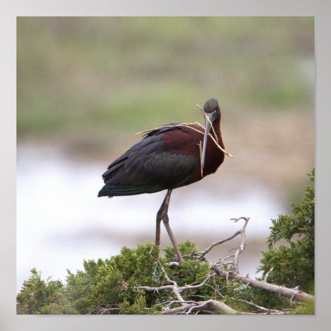 Glossy Ibis-Poster Poster (Framsidan)