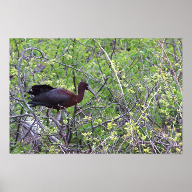 Glossy Ibis-Poster Poster (Framsidan)
