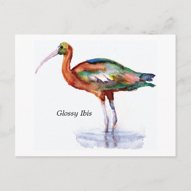 Glossy Ibis-vykort Vykort (Framsida)