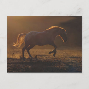 Glowing Back Light run horse Vykort