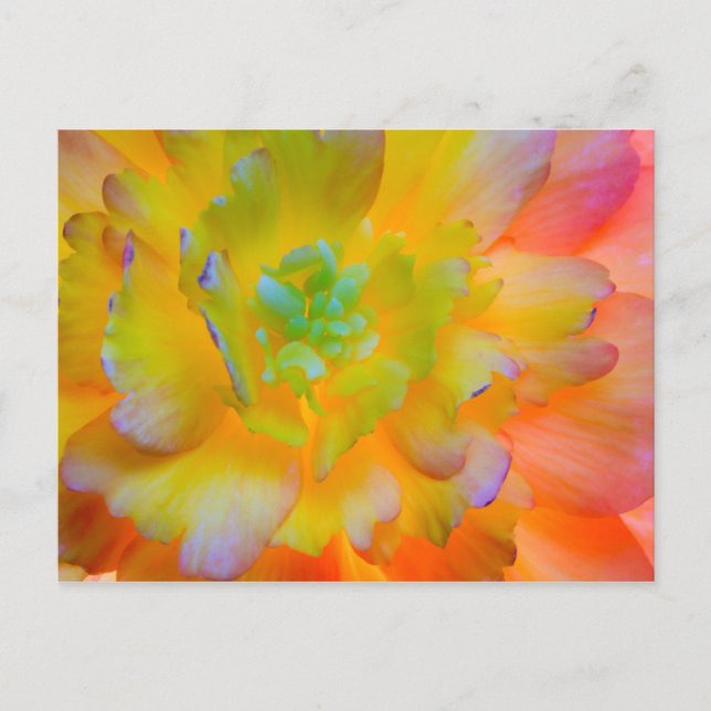 Glowing Begonia Blommar | Seabeck, WA Vykort (Framsida)