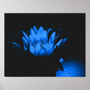 Glowing Blue Vatten Lily Lotus Flower Abstrakt Poster