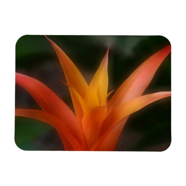 Glowing Bromeliad Magnet (Horisontell)