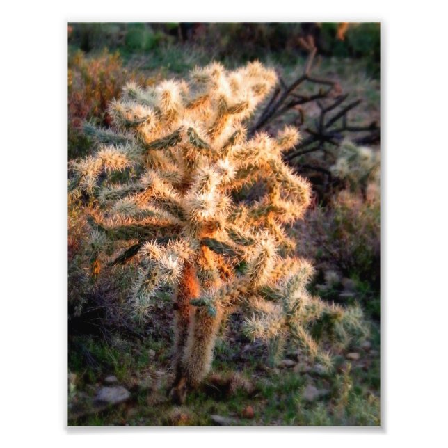 Glowing Cholla Fototryck (Framsidan)