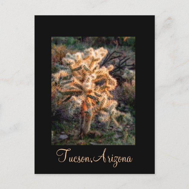Glowing Cholla Tucson, Arizona Vykort (Framsida)