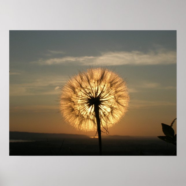 Glowing Dandelion Poster (Framsidan)