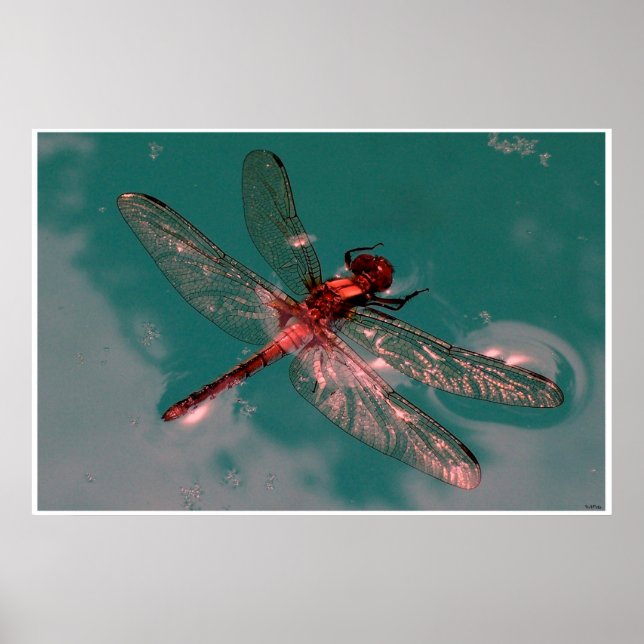 Glowing Dragonfly Poster (Framsidan)