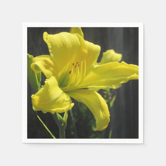 Glowing Gult Daylily Pappersservett (Framsidan)