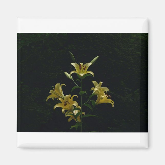 Glowing Gult Daylilys, Tom Wurl Magnet (Framsidan)